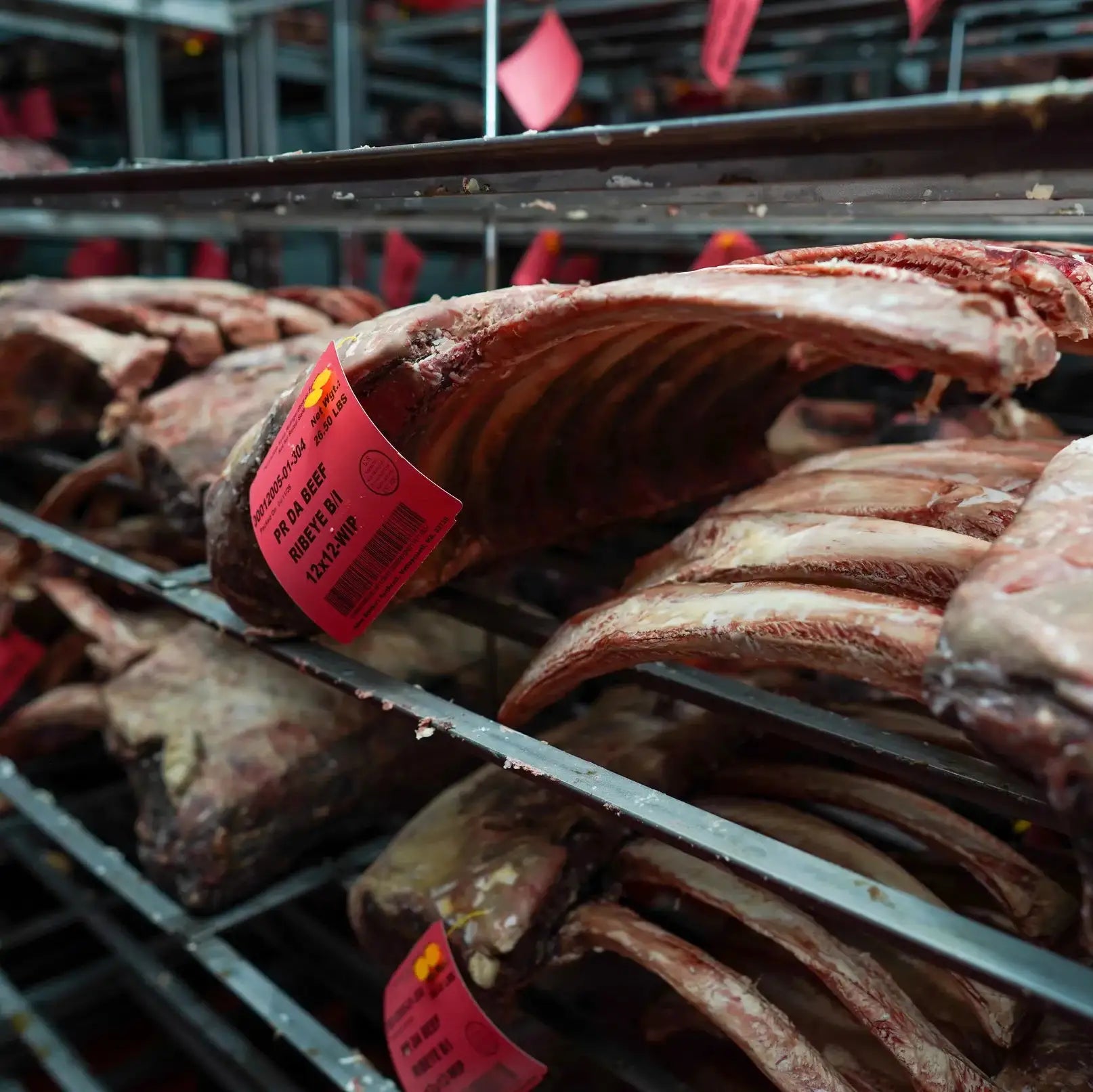 Dry Aged Prime Tomahawk Ribeye Steaks on metal shelving in a cooler, featuring large bone-in ribeye cuts with red tags displaying weight and batch details.