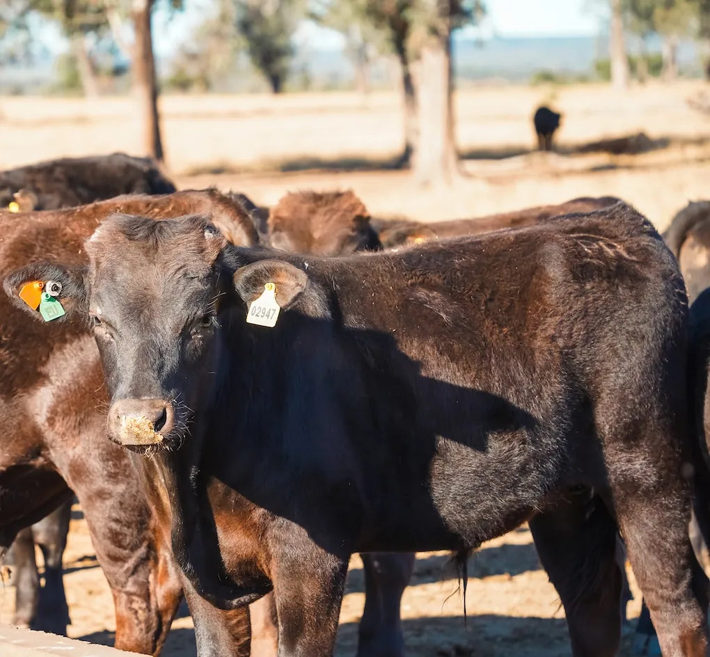 Cattle with ear tags in a rural setting