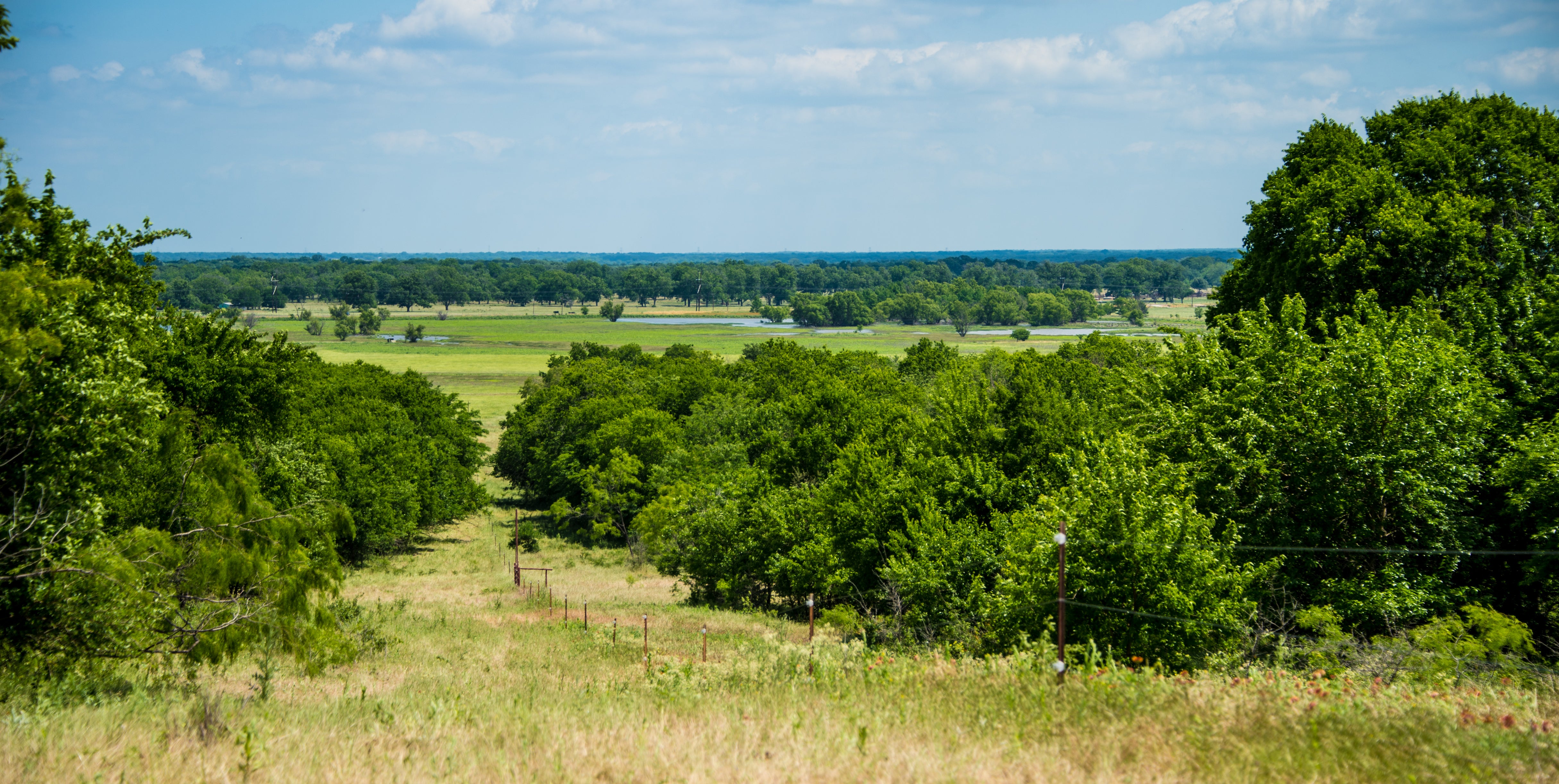 Scenic view of a tree-lined path with a clear blue sky