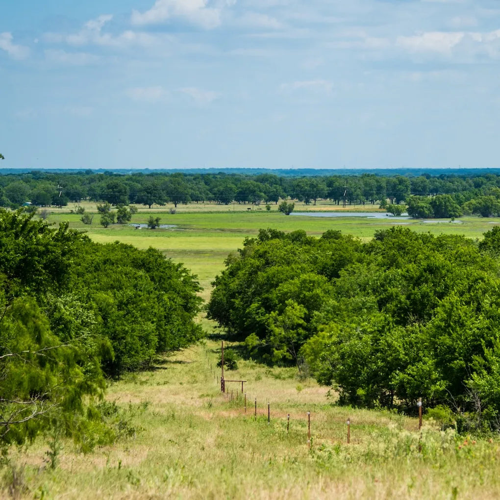 Landscape with green fields, trees, and a clear blue sky