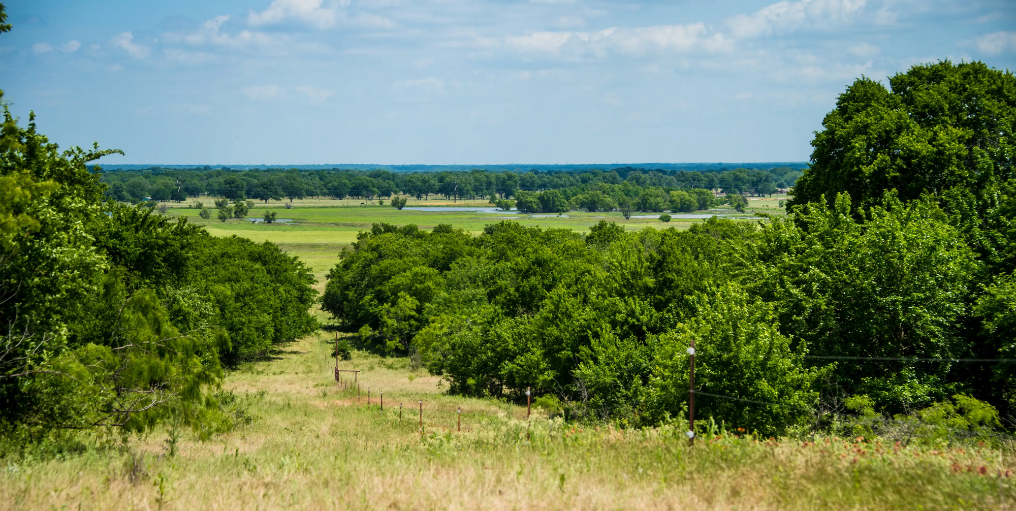 Scenic view of a tree-lined path with a clear blue sky