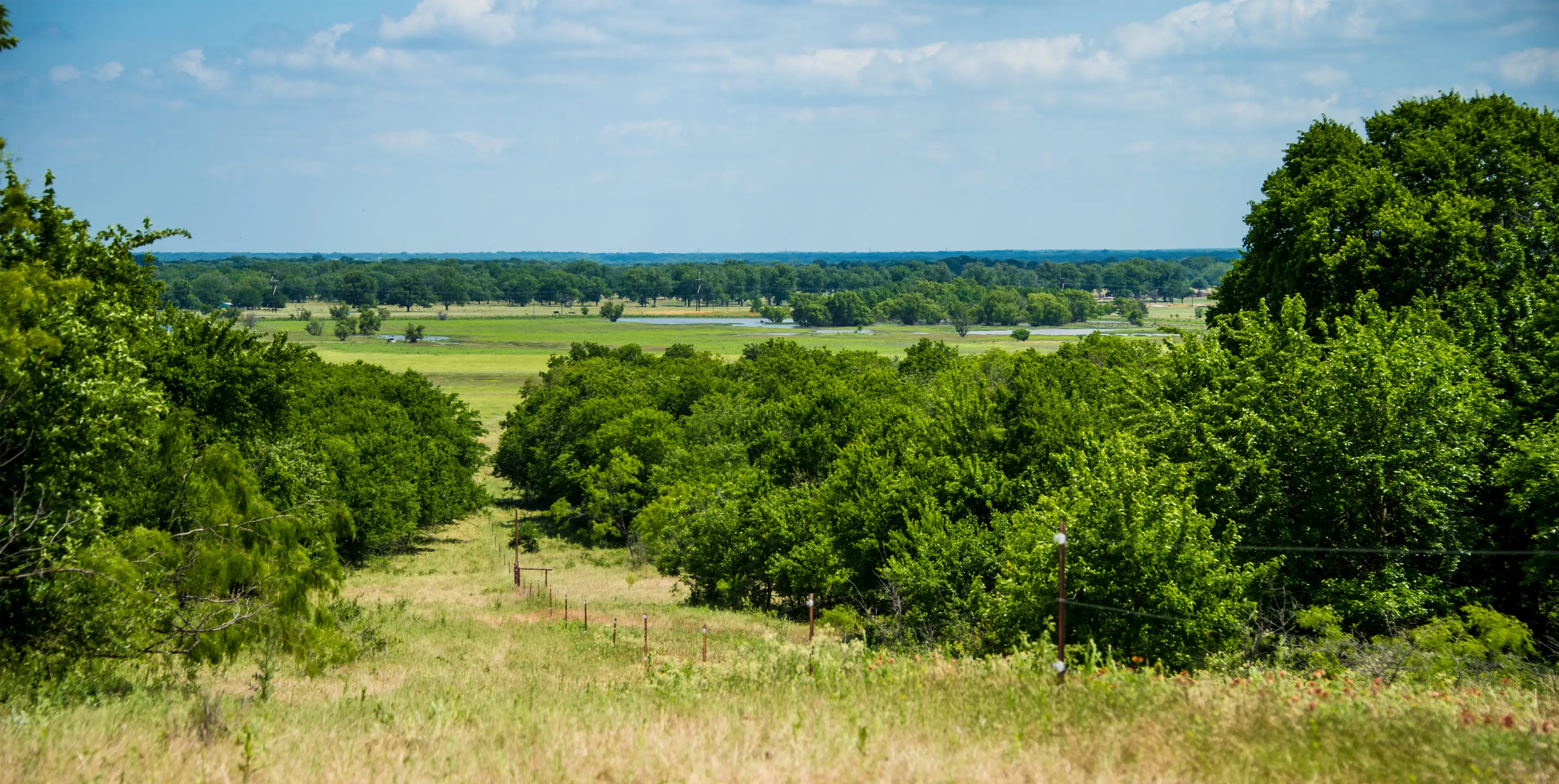 Scenic view of a tree-lined path with a clear blue sky