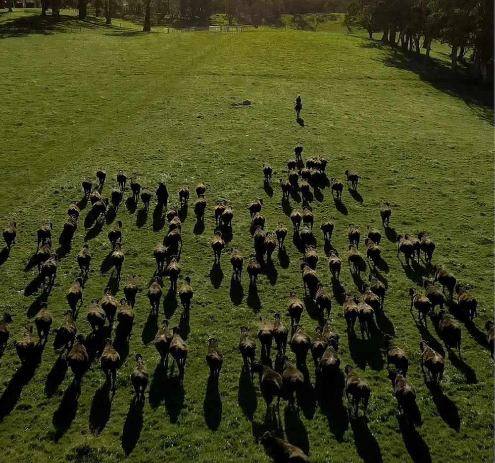 An aerial view of a herd of cows walking across a green grassy field, with a shepherd standing nearby and trees lining the background.