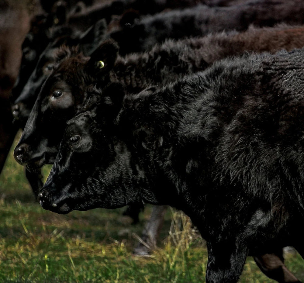 A close-up side view of a black cow in a grassy outdoor setting, with several other dark cows visible behind it.