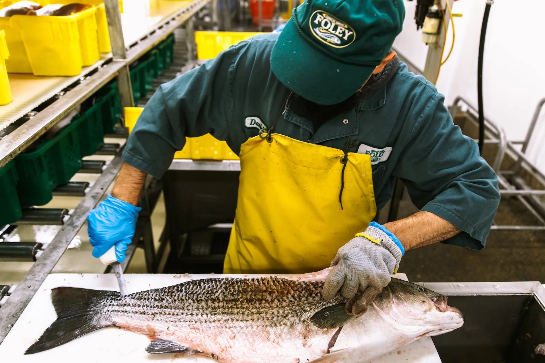 person with blue gloves on using knife to cut whole raw fish